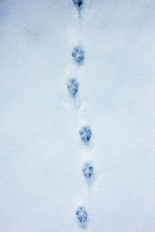 Fußabdrücke von Fuchspfoten im Schnee - CAVF93297