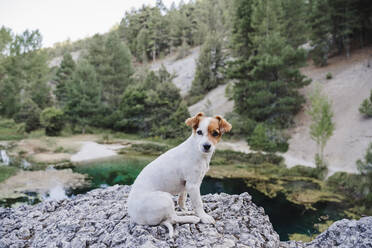 Jack Russell Terrier Hund sitzt auf einem Felsen am See - EBBF02467