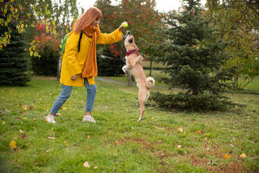 Junge Hündin macht Hund zum Springen - CAVF93347