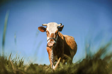 Portrait of cow standing on field - CAVF93421