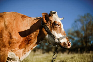 Portrait of cow standing on field - CAVF93422