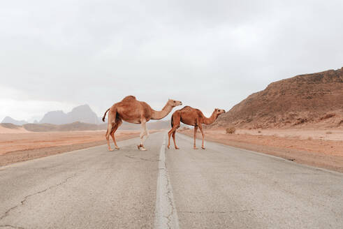 Wilde, flauschige Kamele stehen auf trockenem Sandboden im Sandsteintal im Wadi Rum und schauen in die Kamera - ADSF20806