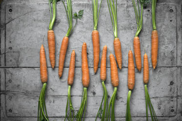 Row of fresh carrots lying on gray wooden surface - ASF06720