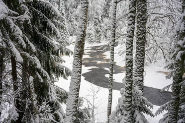 Im Winter mit Schnee bedeckter Fluss im Wald - VPIF03556
