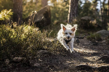 Laufender Hund im Pfälzer Wald in der Pfalz, Deutschland - MSUF00511