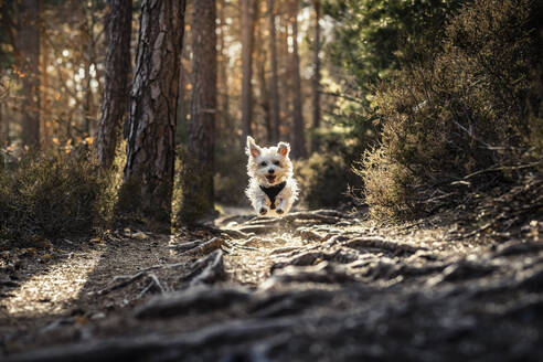 Hund läuft im Pfälzerwald bei Sonnenaufgang in der Pfalz, Deutschland - MSUF00512