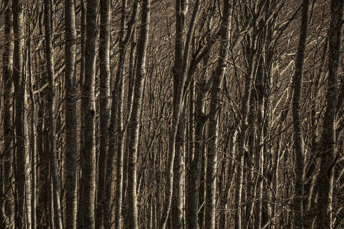 Kahler Buchenstamm im Wald im Winter - MSUF00521