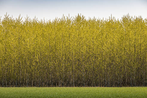 Schöne Baumfarm gegen den Himmel - MSUF00524