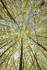 Sunlight on treetop in forest - MSUF00525