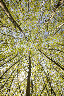 Sonnenlicht auf einer Baumkrone im Wald - MSUF00525