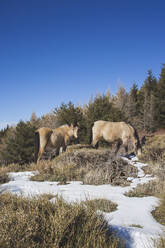 Spanien, Andalusien, Granada, Andalusische Wildpferde grasen im Schnee - MGRF00173