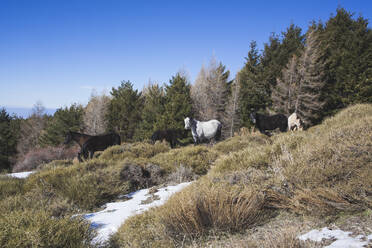 Spanien, Andalusien, Granada, Andalusische Wildpferde im Schnee - MGRF00175