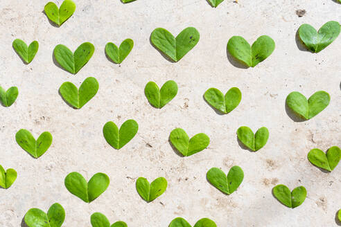 Green heart shaped leaves on cement - GEMF04689