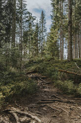 Old growth forest at Salzburger Land, Austria - MFF07239