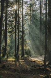 Sonnenlicht durch Bäume im Wald gesehen - MFF07364