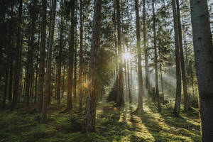 Sonnenlicht strömt durch Bäume im Wald - MFF07365