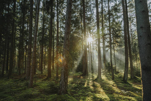 Sonnenlicht strömt durch Bäume im Wald - MFF07365