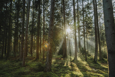 Sunlight streaming through trees in forest - MFF07365