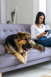 Deutscher Schäferhund auf dem Sofa sitzend mit Frau, die ein Mobiltelefon benutzt - GIOF11317