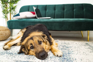 Deutscher Schäferhund auf dem Teppich im Wohnzimmer liegend - GIOF11331