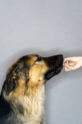 Junge Frau füttert deutschen Schäferhund vor grauem Hintergrund - GIOF11362