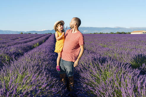 Vater trägt seine kleine Tochter in einem großen Lavendelfeld im Sommer - GEMF04701
