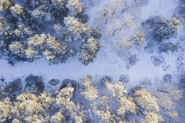 Drone view of snow-covered forest - ASCF01574