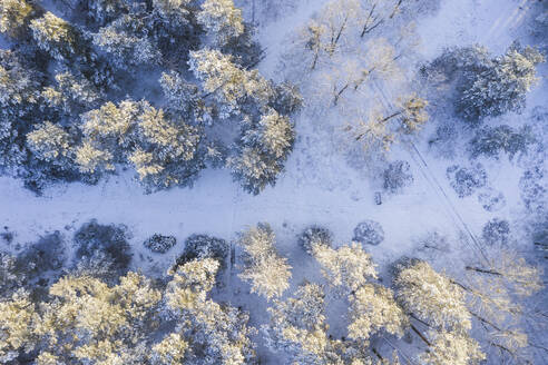 Drohnenansicht eines schneebedeckten Waldes - ASCF01574