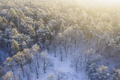 Drohnenansicht eines schneebedeckten Waldes bei Sonnenaufgang - ASCF01575