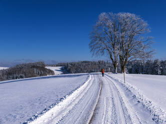 Deutschland, Schwarzwald, Freiamt, Person beim Wandern auf dem Schillinger Berg im Winter - LAF02688