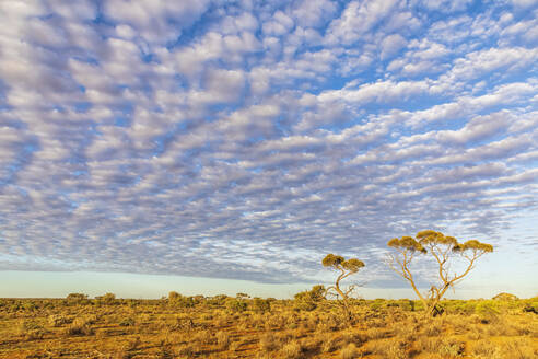 Australien, Südaustralien, Blick vom Stuart Highway auf weiße Schäfchenwolken über der Ebene - FOF12106
