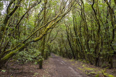 Footpath in Garajonay National Park stock photo