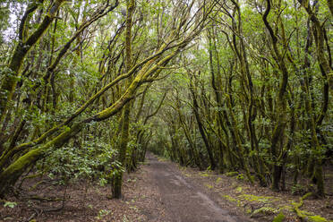 Footpath in Garajonay National Park - SIEF10117