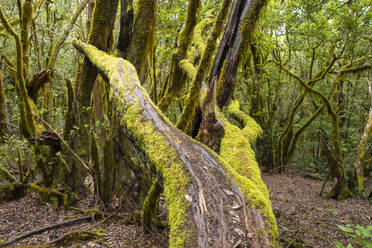 Moosbewachsener Baum im Garajonay-Nationalpark - SIEF10119