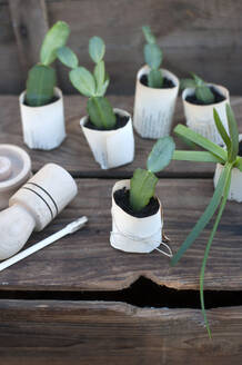 Plant potted in paper flower pot on wooden box - GISF00762