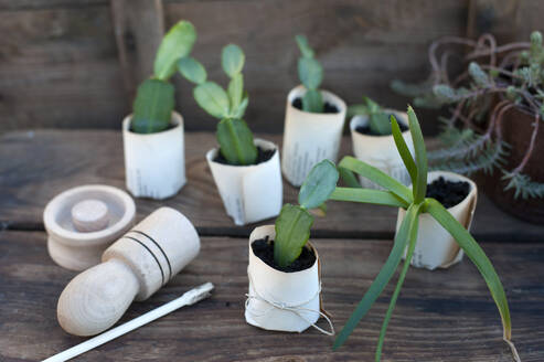 Plant potted in paper flower pot on wooden box - GISF00763