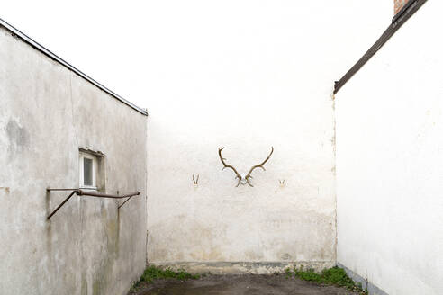 Antler on wall  - DRF01762
