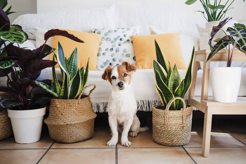 Dog sitting by plant decoration at home stock photo