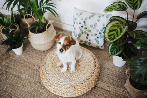 Dog sitting on ottoman stool by plant in living room at home stock photo