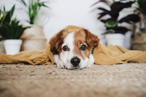 Hund mit Decke, der sich auf dem Teppich zu Hause entspannt, lizenzfreies Stockfoto