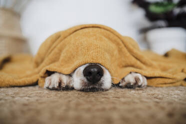 Dog covered in blanket lying on carpet at home - EBBF02534