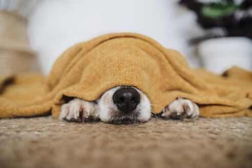 Hund in Decke gehüllt auf Teppich liegend zu Hause - EBBF02534