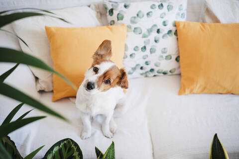 Hund mit Sitz auf dem Sofa zu Hause, lizenzfreies Stockfoto