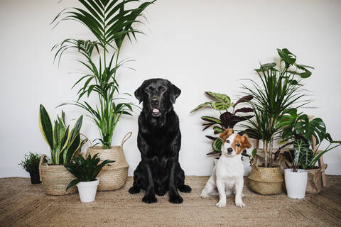 Dogs sitting together on carpet by plant at home stock photo