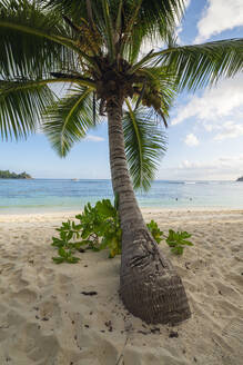 Palm tree growing on Baie Lazare beach in summer - RUEF03209