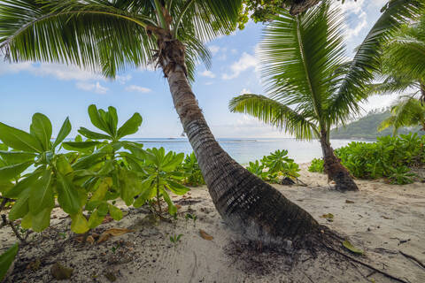 Palm trees growing on Baie Lazare beach in summer stock photo