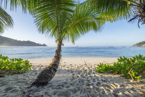 Palm tree growing on Baie Lazare beach in summer - RUEF03211