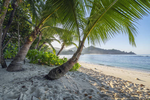 Palmen am Strand von Baie Lazare im Sommer, lizenzfreies Stockfoto