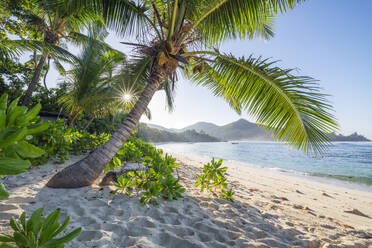 Palme am Strand von Baie Lazare im Sommer - RUEF03213