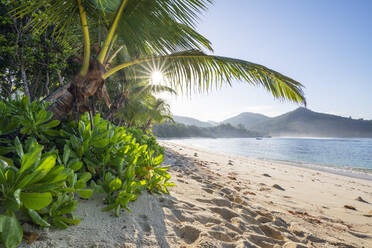 Palm tree growing on Baie Lazare beach in summer - RUEF03214